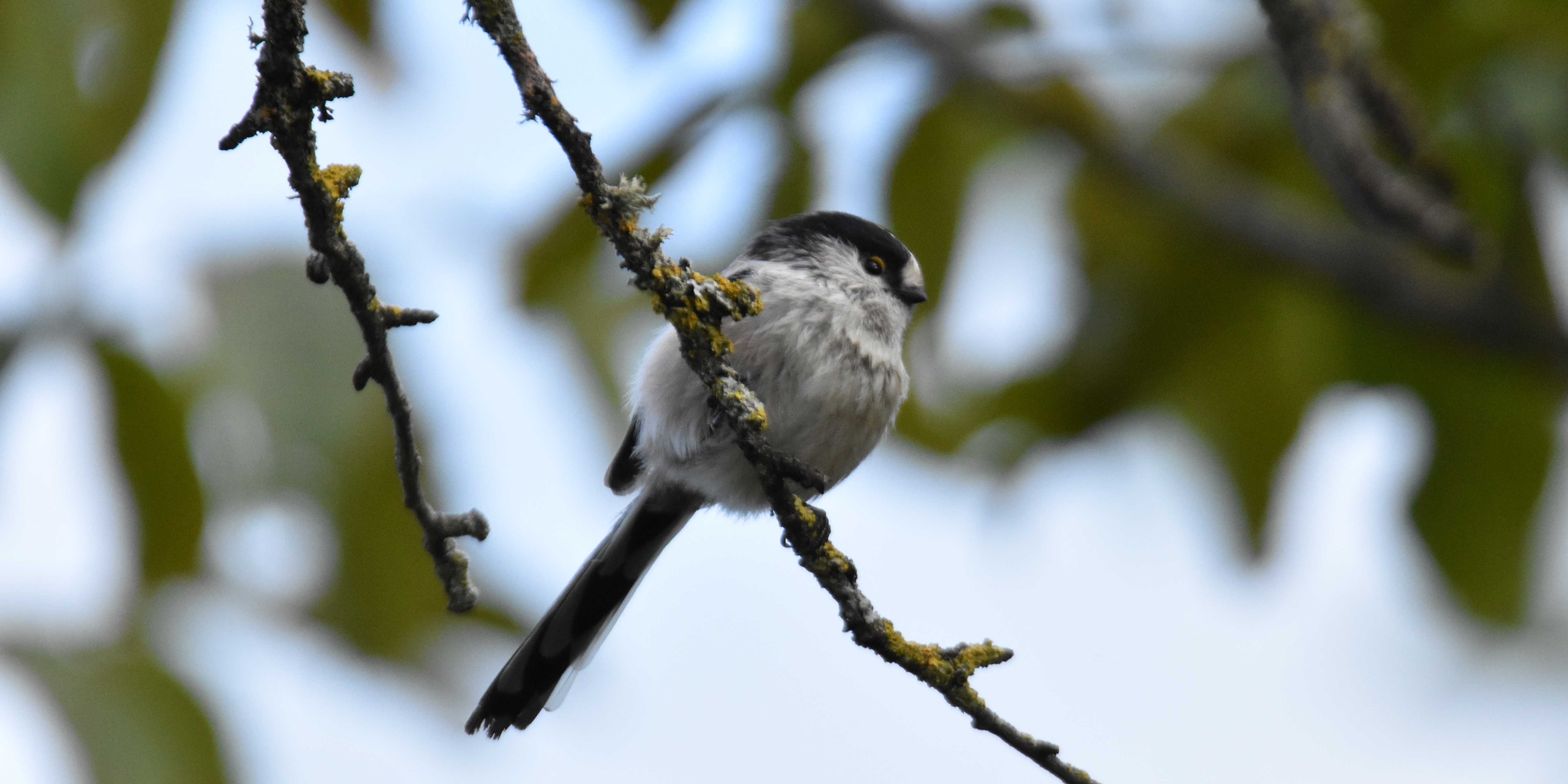 Orite à longue queue _ Mathias ROTH